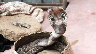 Kind of snakes ' activities