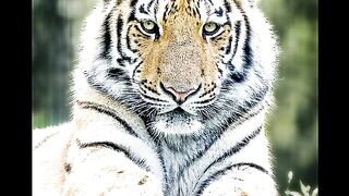 Tigers' activities