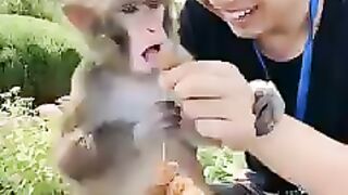 funny monkey 3