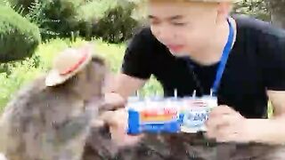 funny monkey