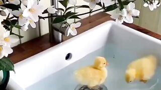 a pair of ducks playing in the water