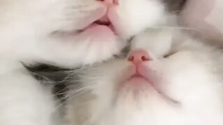 a couple of cats are dreaming