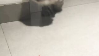 funny cat