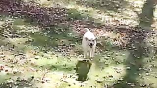 Funny animals dog in nature