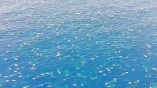 Migrating thousand sea turtle video