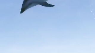 Dolphins jump out of the water in krakatau island