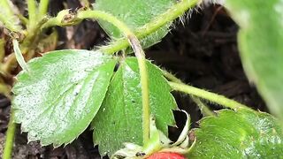 pick fresh strawberries