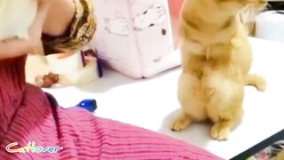 omg_so_cute_cat_tik_tok_clip_#catlover_#babycat_#funnycat
