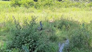 Peacock 2