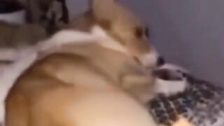 #funnyanimals