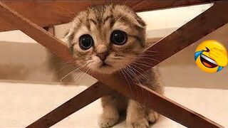 funniest dogs and cats on the net