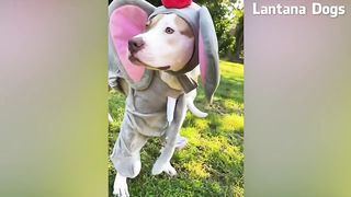 funniest dogs and cats on the net #2