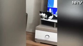 funniest dogs and cats on the net #3