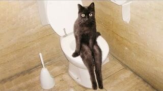 funniest dogs and cats on the net #4
