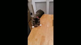 Funny cats videos 2023 2