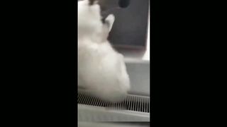 Funny cats video very very funny videos 2023 4
