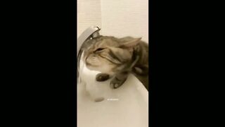 Funny cats video 2023 5