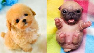 cats and dogs the cutest and funniest of the net