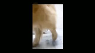 Funny cats video 2023 6