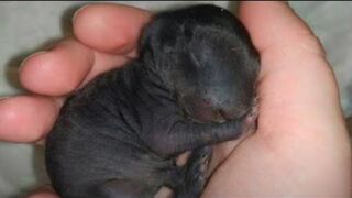 Man thought he found a puppy.  A year later he was shocked at what it was