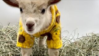 farm babies are here! With mother