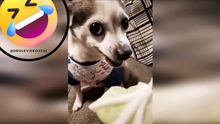 ???? VRAIMENT le TOP 10 des meilleures vidéos drôle d'animaux à mourir de rire ????????