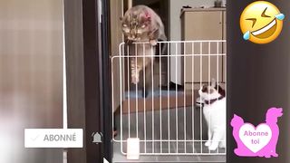 ???? Dose d'humour ???? Vidéo Betisier Drôle de Chat et Chien