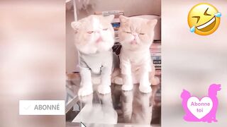 ???? Dose d'humour ???? Vidéo Betisier Drôle de Chat et Chien #288
