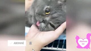 ???? Dose d'humour ???? Vidéo Betisier Drôle de Chat et Chien #287