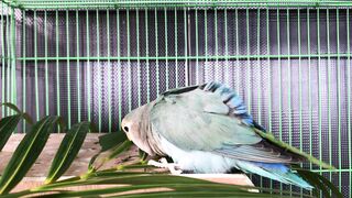 Parrot love leaves
