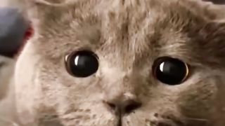 Funny cat. ????