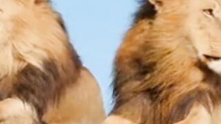 lion king wilde life