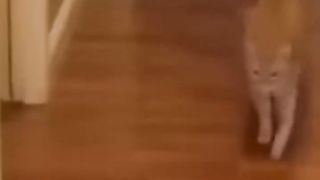 Funny cats 23