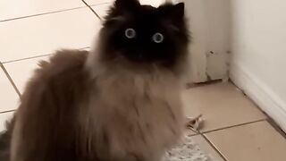 tiktok 11