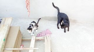 2 cute funny domestic cats