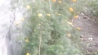 Amder barir pechoner view