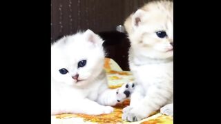 Best Funny Dogs And Cats Videos ???? Funniest Animals Videos 2023 ????