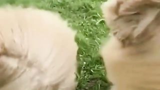 Funny cat video 5 #funny #shorts