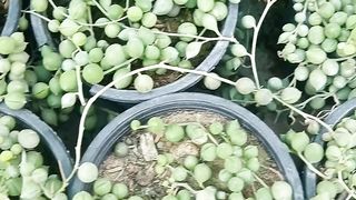 String of pearls