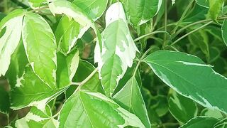 Acer negundo