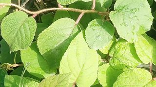 Kiwi plants