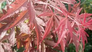 Acer red maple grafted