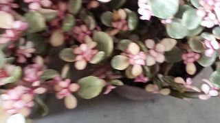 Portulacaria afra jade plant 2