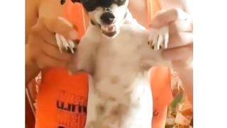 Funny Dog 4
