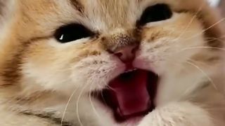Little cute kitten