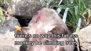Monkey 8