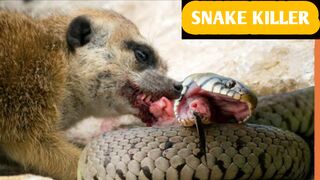 even king Cobra fear This Sneak Killer!!!