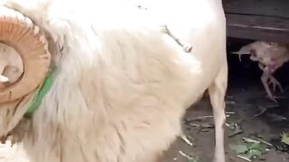 Big Size Vilayati Sheep