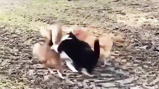Funny animals 34
