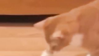Funny cats 24